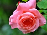 Lovely pink rose