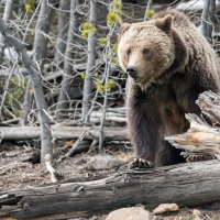 Grizzly bear in Yellowstone