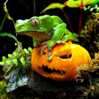 Green Frog And Halloween Pumpkin