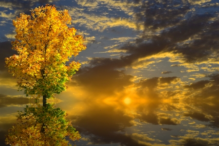 Autumn - Tree, Clouds, Reflection, Sun, Sky