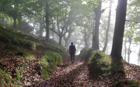 Forest in Basque Country, Spain - spain, forest, path, trees