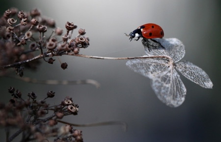 mother nature - bugs, nature, cool, photography, still life