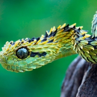 Bush Viper