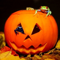 Frog  Halloween Pumpkin