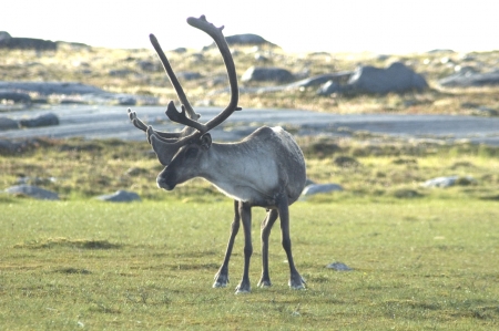 arctic caribou - caribou, arctic, antlers, deer