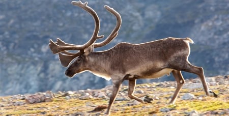 caribou - animal, antlers, caribou, deer