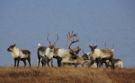 caribou herd - antlers, caribou, deer, herd