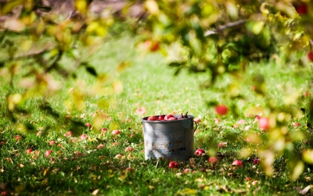 apple tree - fruit, grass, apple, tree