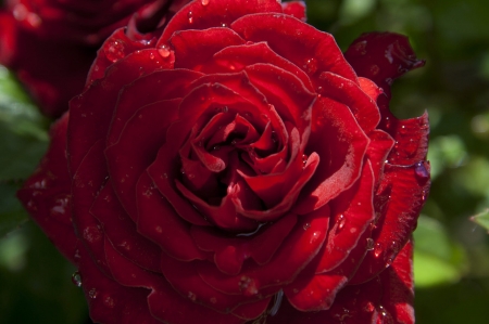 Red Rose - red, flower, nature, rose