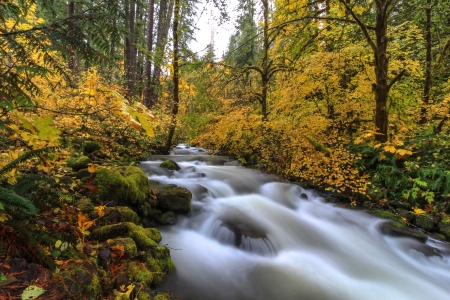 Gifford Pinchot - gifford pinchot, forest, cool, river, fun, nature