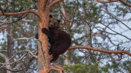 bear - fun, bear, animals, cool