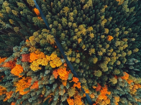 forest from above - nature, fun, trees, forest, cool