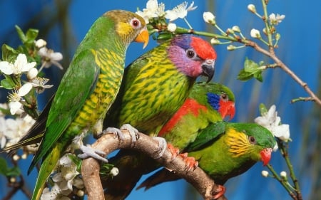 Parrots - bird, papagal, blue, parrot, flower, colorful, red, green, pasare