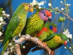 Parrots