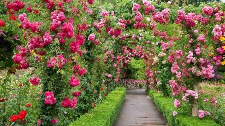 The Butchart- Gardens - summer, trandafir, flower, pink, path, canada, green, rose, the butchart gardens