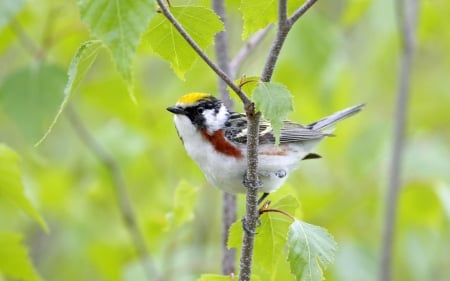 Bird - bird, pasare, branch, green