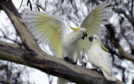 Cockatoos - bird, papagal, yellow, cockatoo, feather, parrot, coupe, white, wings, pasare