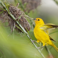 Beautiful Yellow Bird