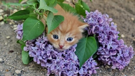 Lilac Kitten - cat, animal, flowers, lilac, kitten