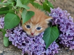 Lilac Kitten