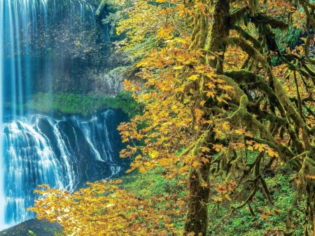 Forest Falls - trees, nature, waterfall, autumn, forest