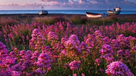 Sailing Boats on the Beach - clouds, coast, beach, wildflowers, sea, nature, boats