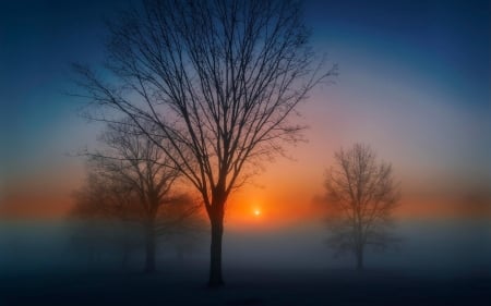 Fog at sunrise - nice, sky, trees, sun, photography, amazing, cold, cool, trunks, scene, branches, morning, landscape, foam, dawn, fog, scenery, awesome, sunrise, photo