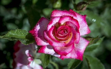 ROSES - leaves, petals, nature, colors