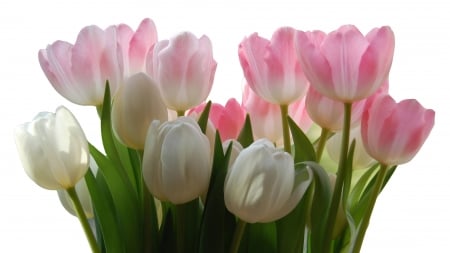 TULIPS - leaves, petal, colors, stems