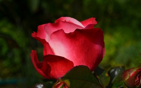 ROSE - leaves, nature, buds, petals