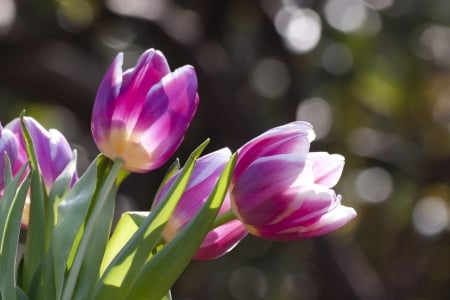 TULIPS - leaves, nature, stems, petals