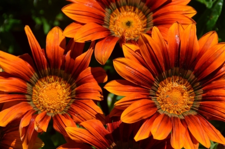 GAZANIA - leaves, petals, nature, colors