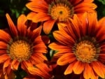 GAZANIA