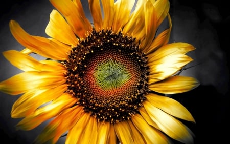 SUNFLOWER - nature, colors, petals, stamen