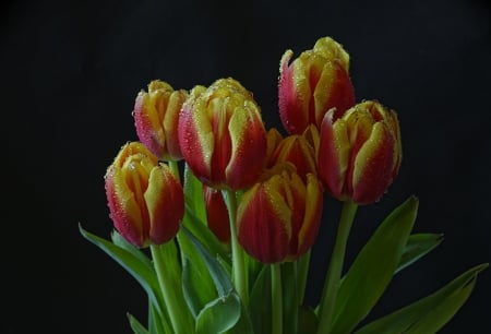 TULIPS - COLORS, LEAVES, STEMS, PETALS