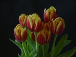 TULIPS