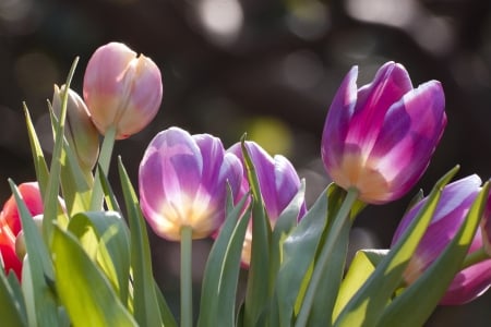 TULIPS - COLORS, LEAVES, STEMS, PETALS