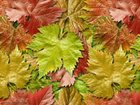 LEAVES - leaves, nature, colors, autumn