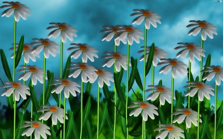 DAISIES - leaves, colors, stems, petals