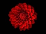 GERBERA