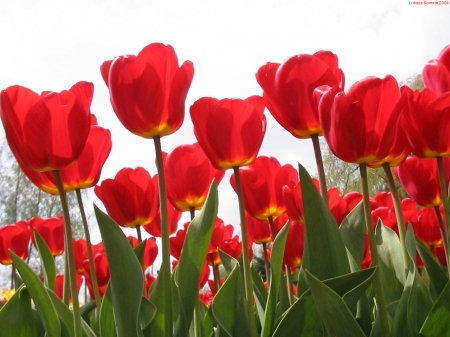 TULIPS - leaves, nature, stems, petals