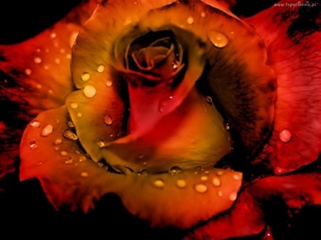 ROSE - WATER DROPS, FLOWER, COLORS, PETALS