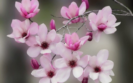 BLOSSOMS - COLORS, LEAVES, STEMS, PETALS