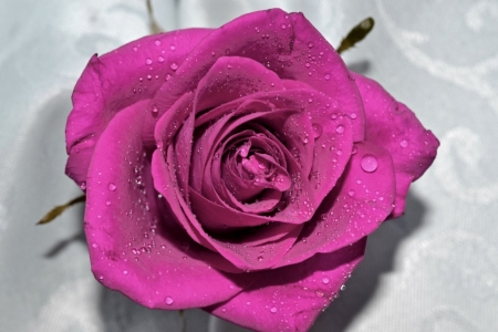 ROSE - WATER DROPS, COLOR, NATURE, PETALS