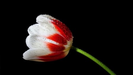 TULIP - petals, nature, colors, stem