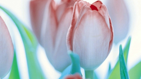 TULIPS - leaves, colors, stems, petals