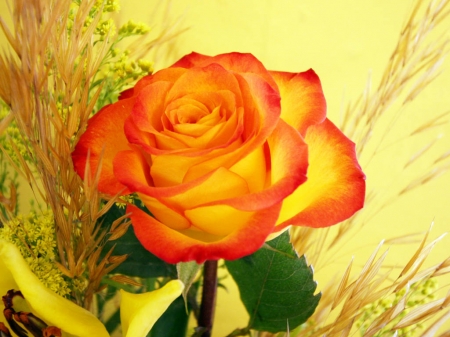 ROSE - leaves, petals, colors, stem