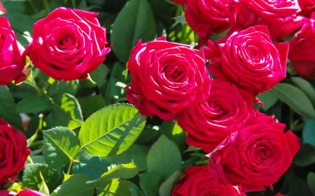 ROSES - NATURE, COLORS, LEAVES, PETALS