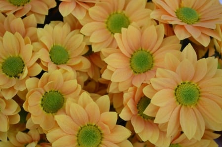 DAISIES - flowers, petals, nature, colors