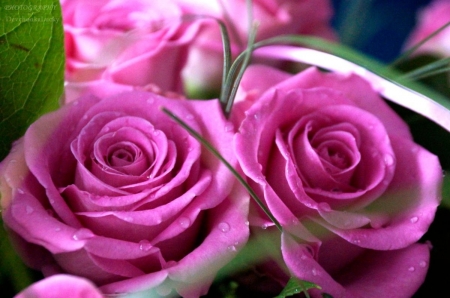 ROSES - NATURE, COLORS, LEAVES, PETALS